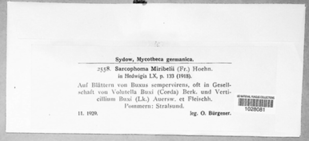 Guignardia miribelii image
